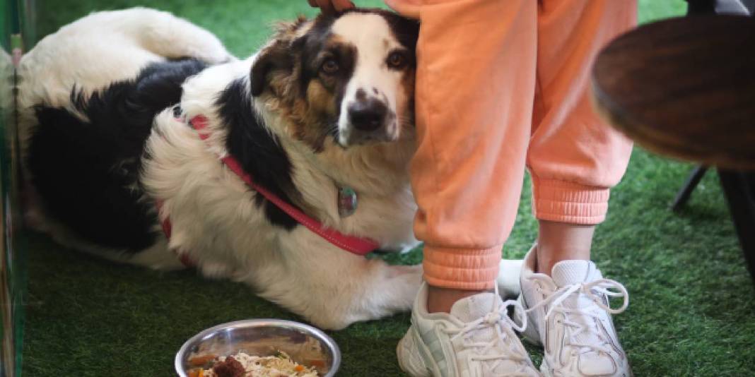 Dünyanın ilk köpek restoranı, patili müşterilerini bekliyor 1